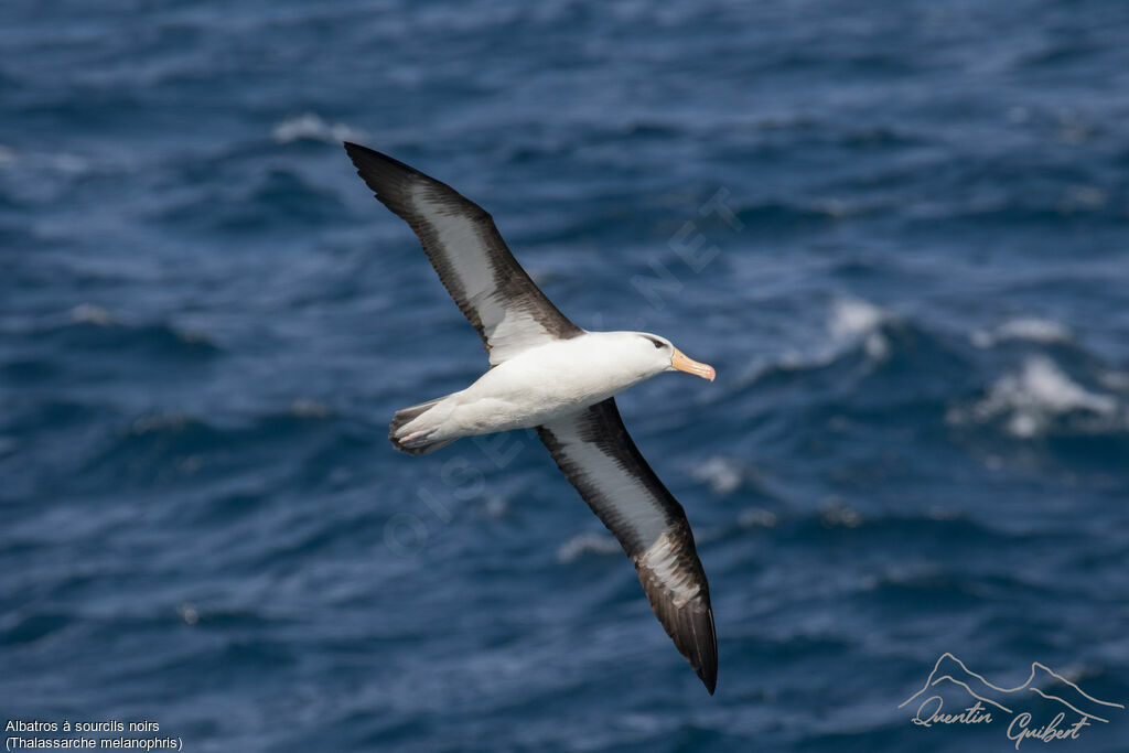 Black-browed Albatross, identification, Flight