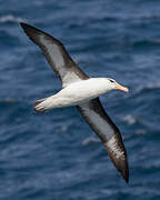 Albatros à sourcils noirs