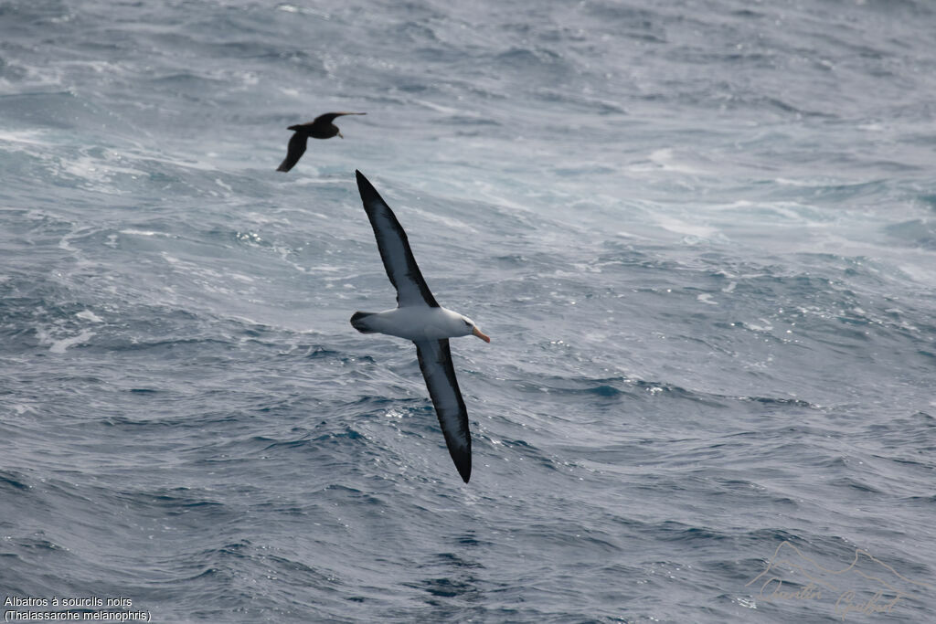 Black-browed Albatross