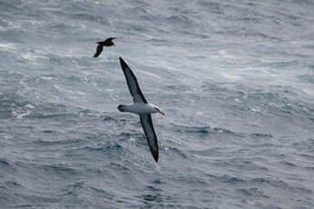 Albatros à sourcils noirs