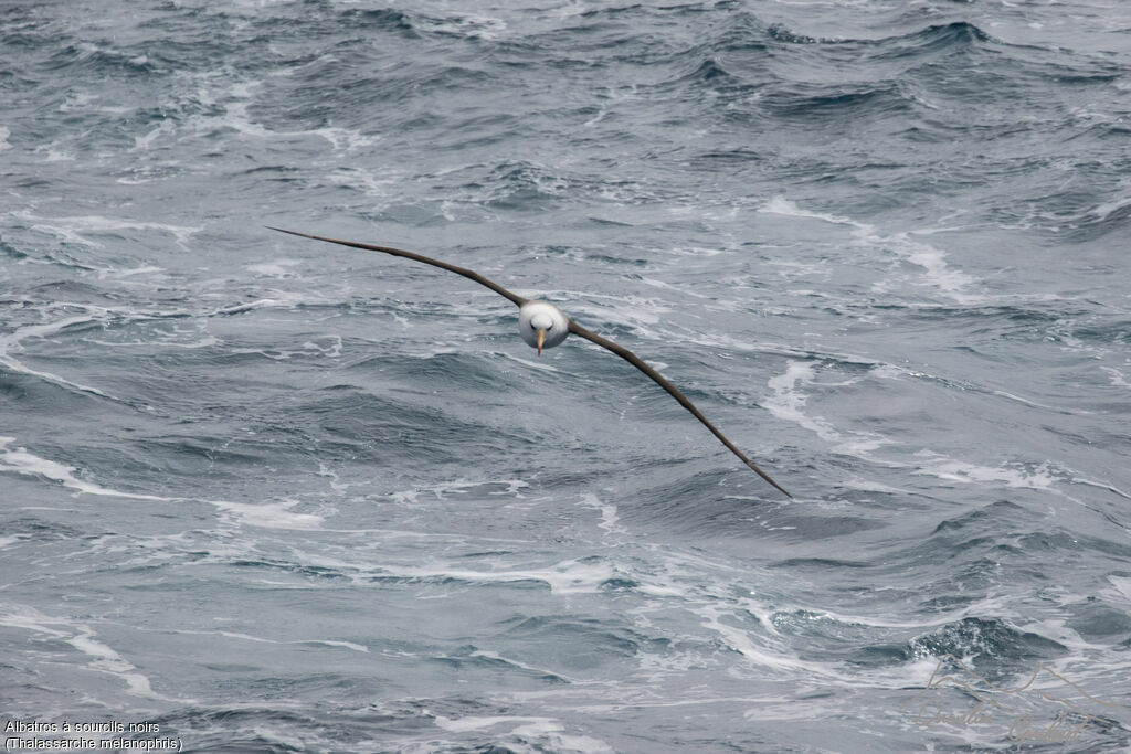 Black-browed Albatross