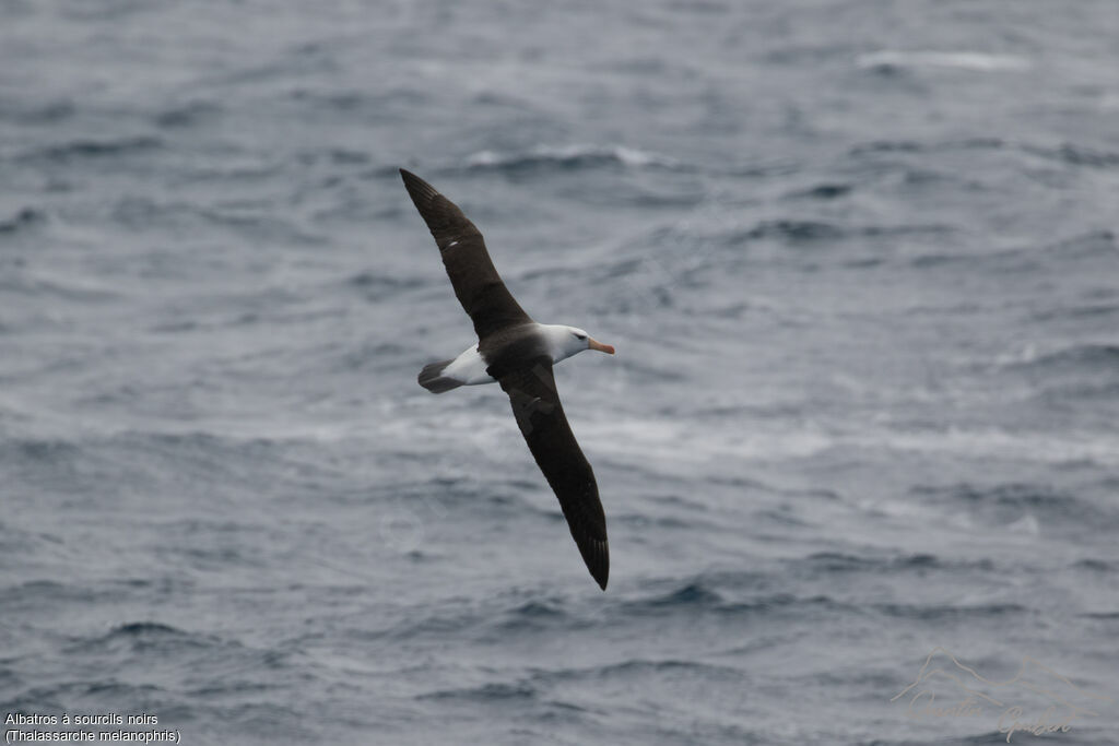 Black-browed Albatross