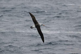 Black-browed Albatross