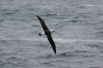 Albatros à sourcils noirs