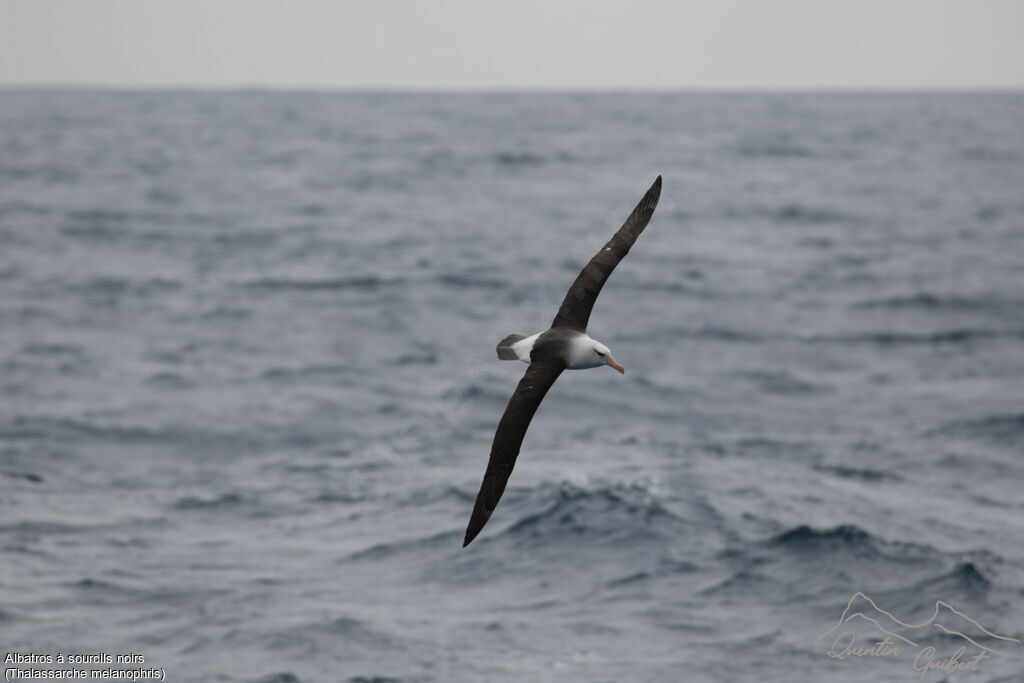 Albatros à sourcils noirs