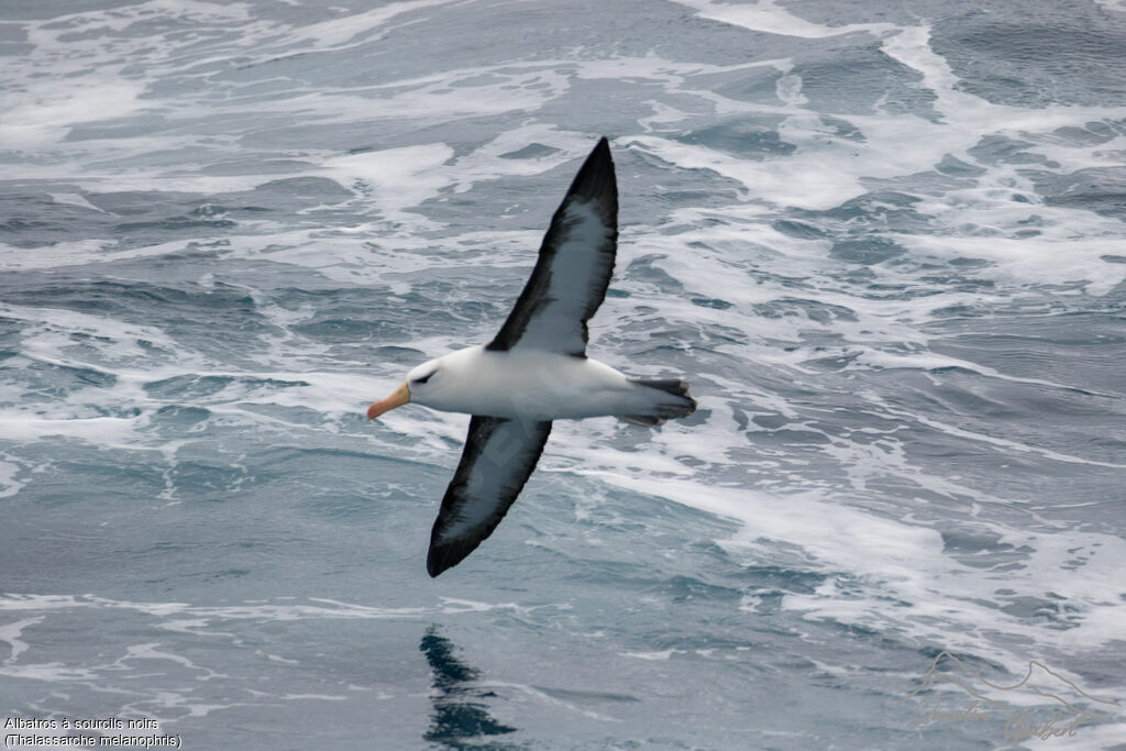 Black-browed Albatross