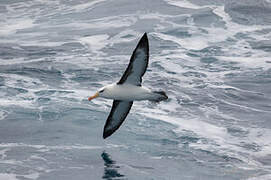 Albatros à sourcils noirs