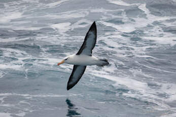 Albatros à sourcils noirs