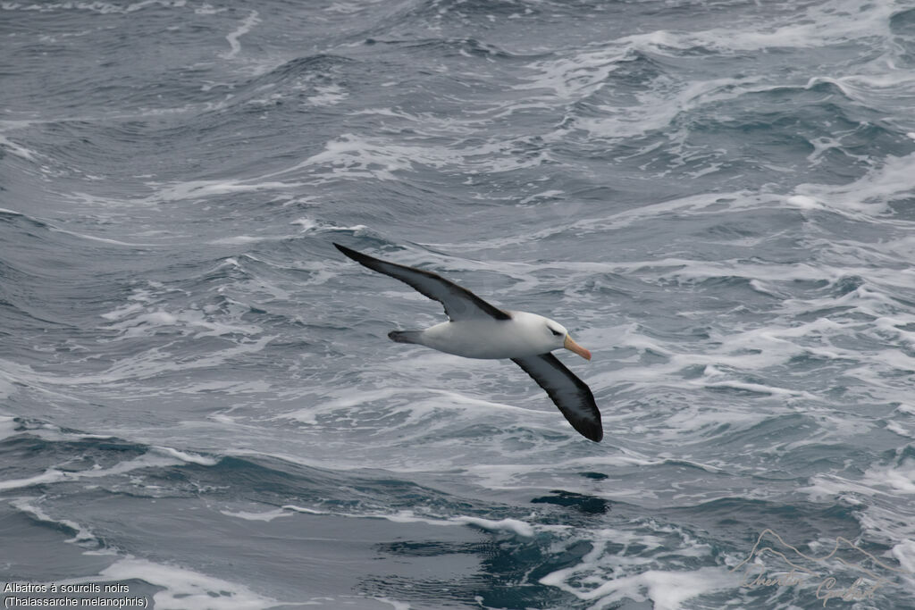 Albatros à sourcils noirs