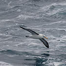 Albatros à sourcils noirs