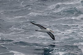 Black-browed Albatross