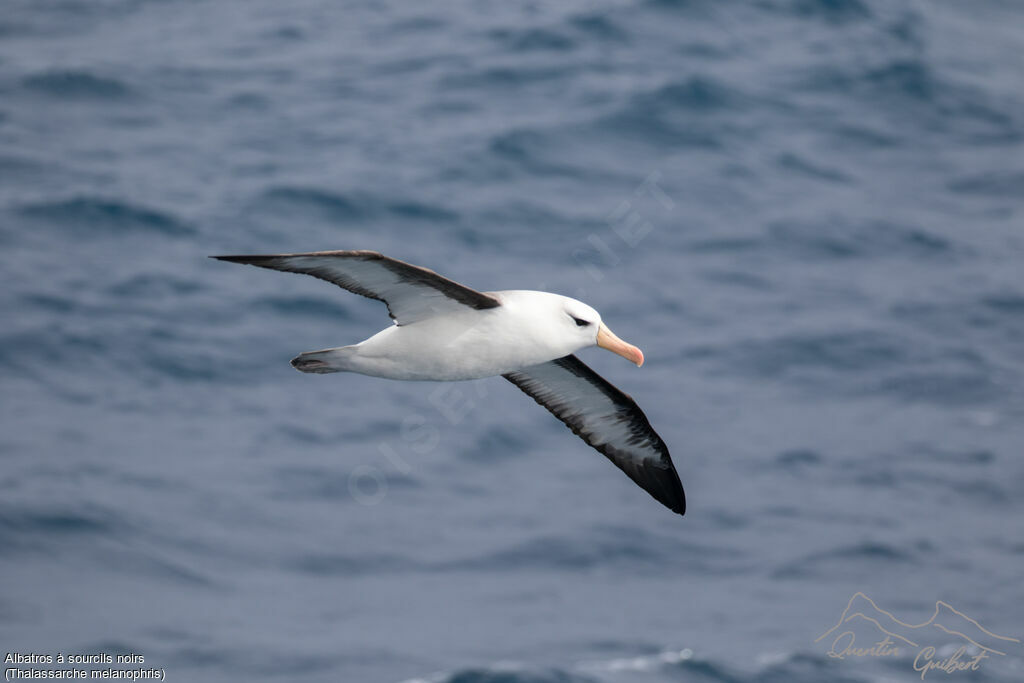 Albatros à sourcils noirs