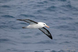 Black-browed Albatross