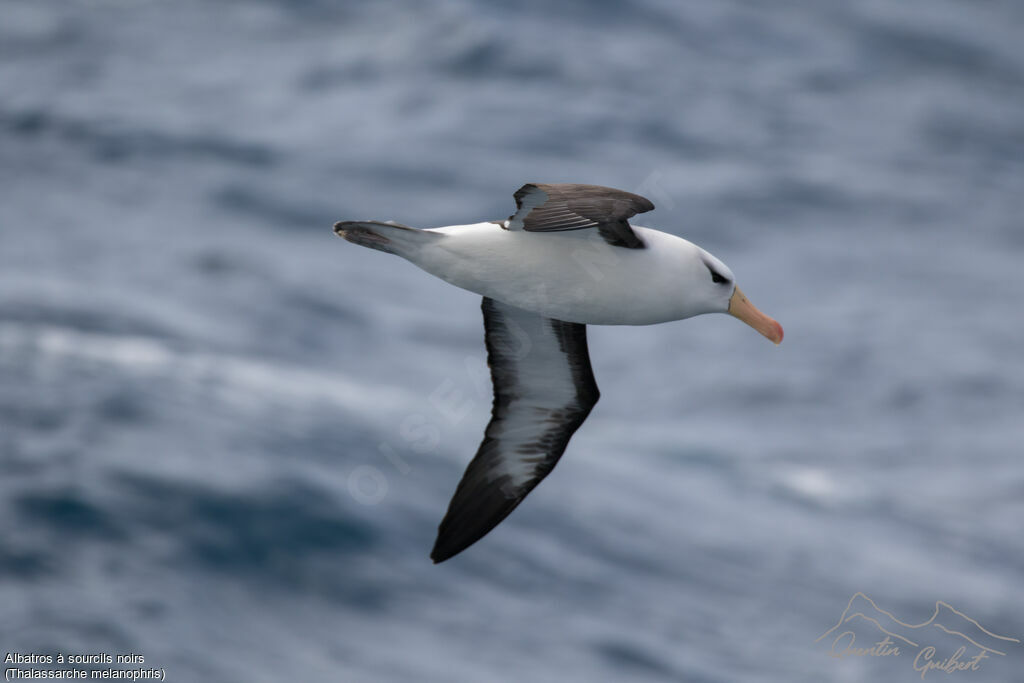 Albatros à sourcils noirs