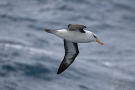 Black-browed Albatross