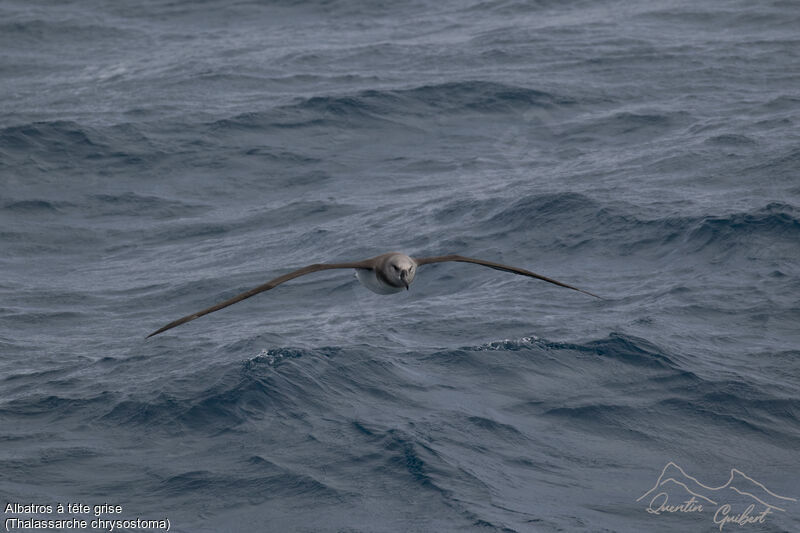 Albatros à tête grise