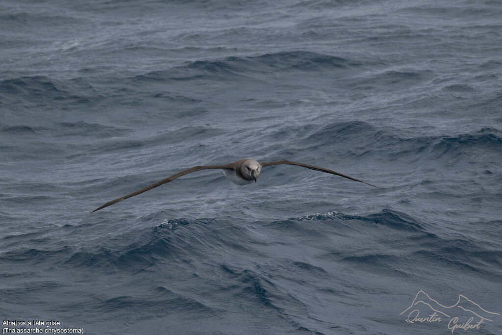 Albatros à tête grise