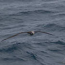 Albatros à tête grise