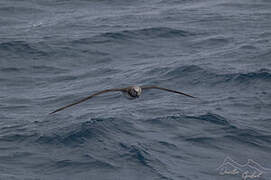 Grey-headed Albatross