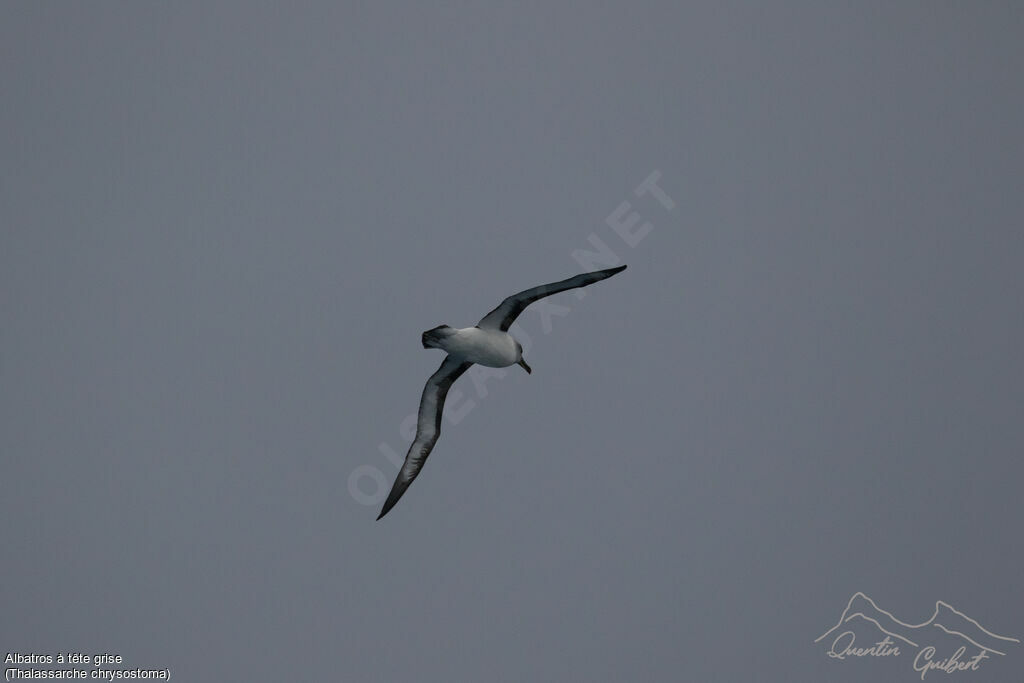 Grey-headed Albatross