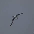 Albatros à tête grise