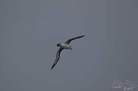 Grey-headed Albatross