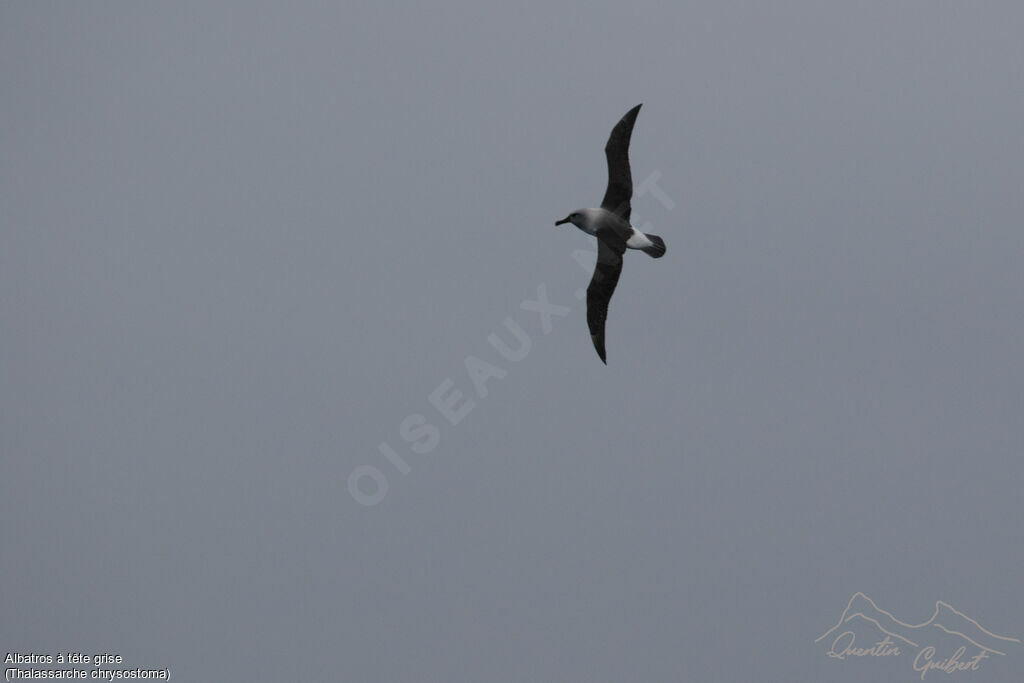 Albatros à tête grise