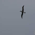 Albatros à tête grise