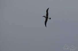 Grey-headed Albatross