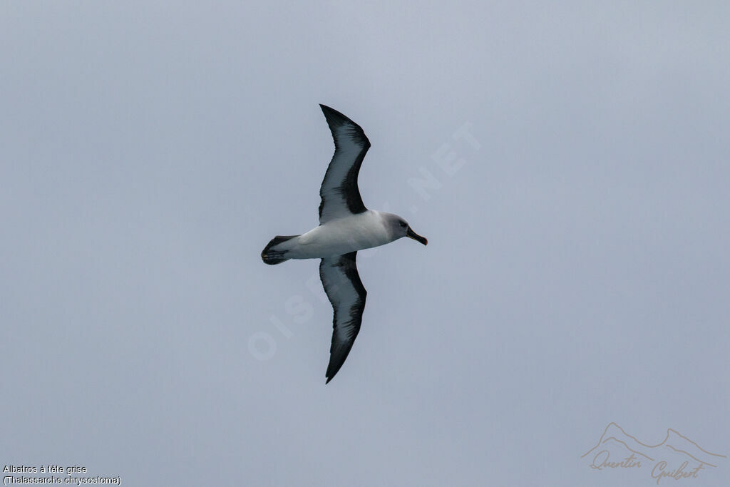 Albatros à tête grise