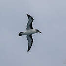 Albatros à tête grise