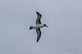 Grey-headed Albatross