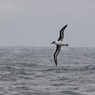 Albatros à tête grise