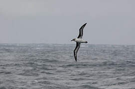 Grey-headed Albatross