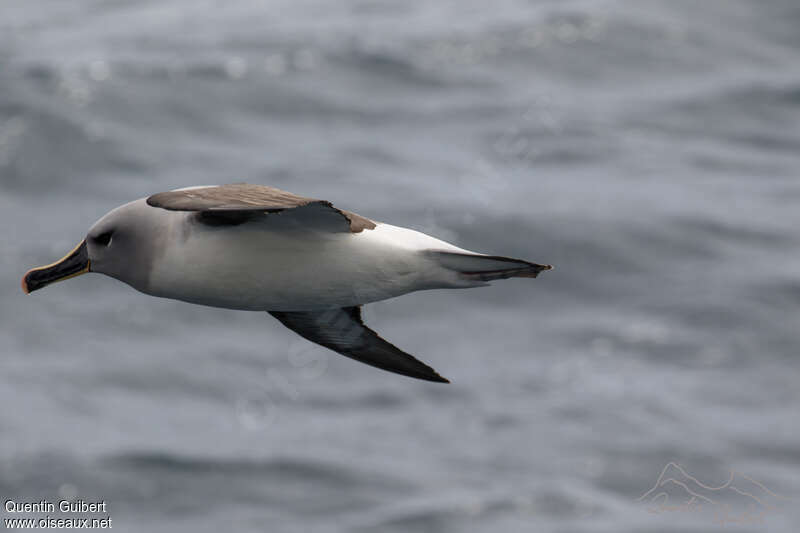 Albatros à tête grise, identification