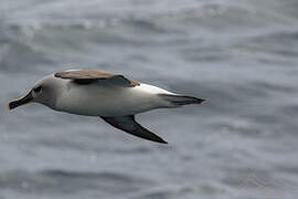 Albatros à tête grise