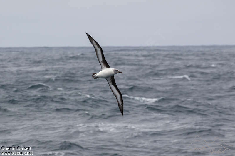 Albatros à tête griseadulte, habitat, pigmentation, Vol