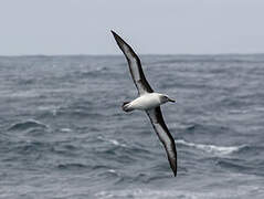 Albatros à tête grise