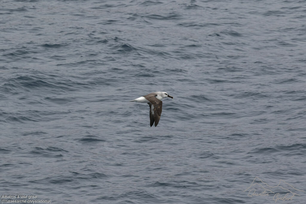 Albatros à tête grise