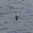 Albatros à tête grise
