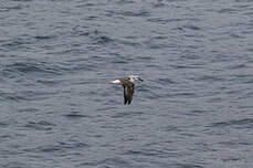 Albatros à tête grise