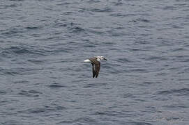 Albatros à tête grise