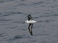 Grey-headed Albatross