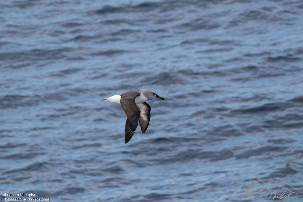 Albatros à tête grise