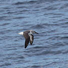 Albatros à tête grise