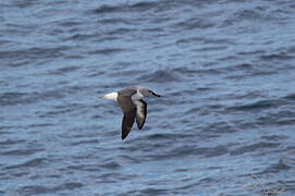 Albatros à tête grise