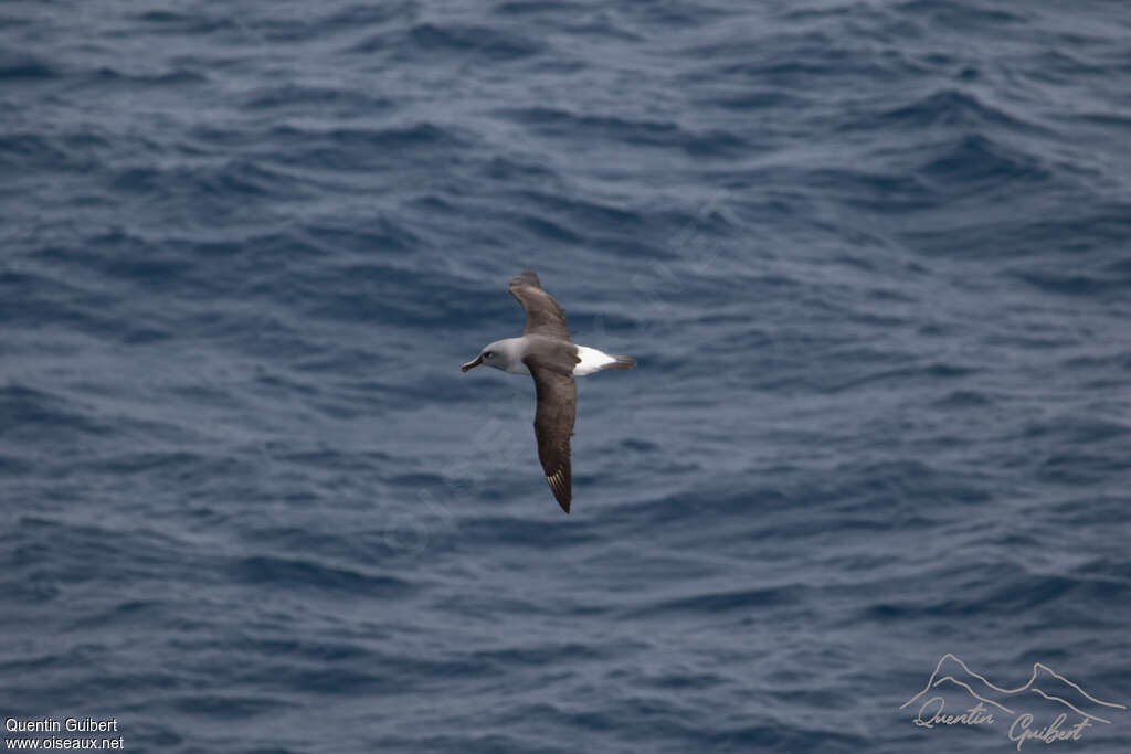 Albatros à tête griseadulte, pigmentation, Vol