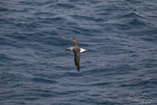 Albatros à tête grise