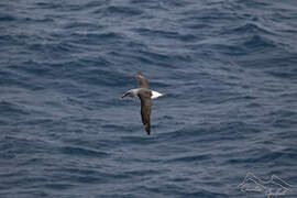 Albatros à tête grise