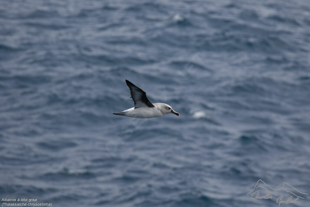 Albatros à tête grise